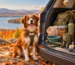 12 Dog Travel Essentials