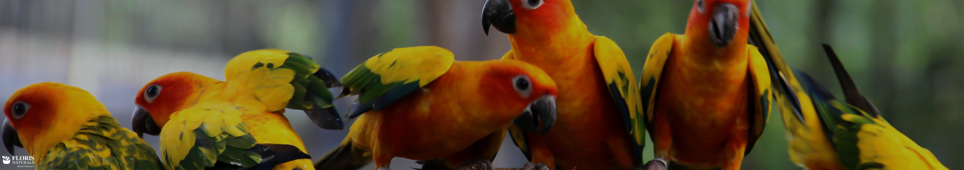 Floris Naturals - Birds & Farm Animals