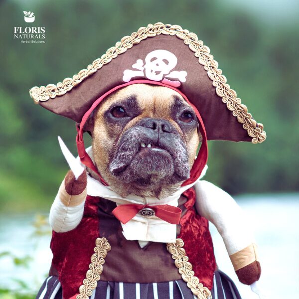Floris Naturals - Natural Dog Treats for Halloween