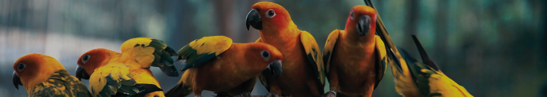 floris naturals birds and farm animal products