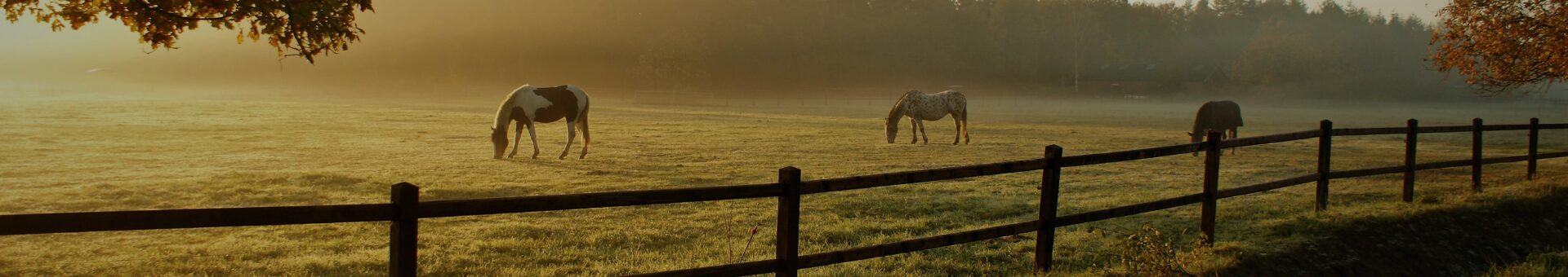 floris naturals equine products